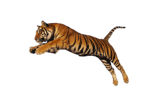 Tiger PNG-23229